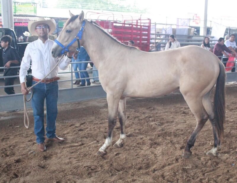caballo criollo mexicano
