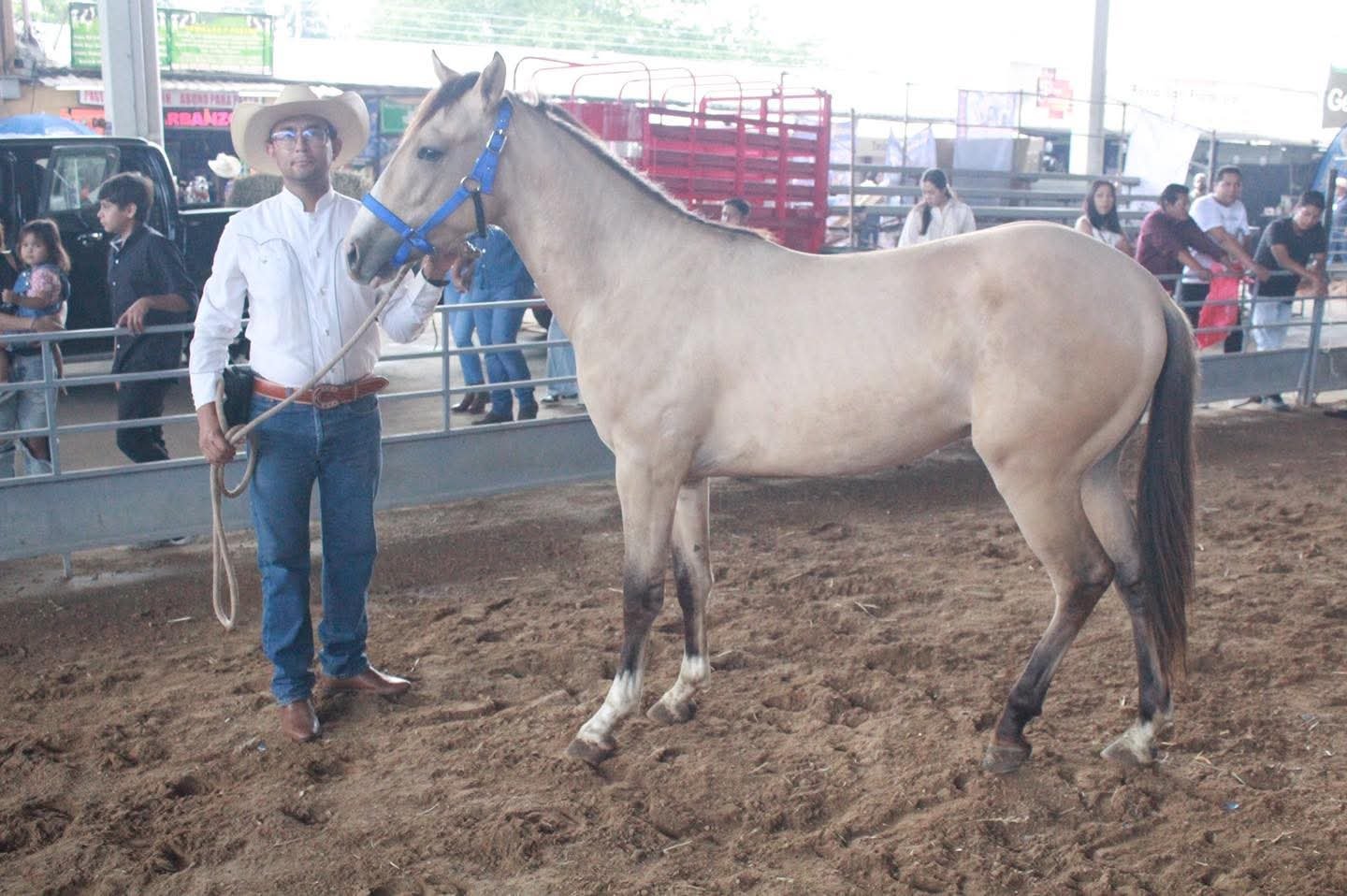 caballo criollo mexicano