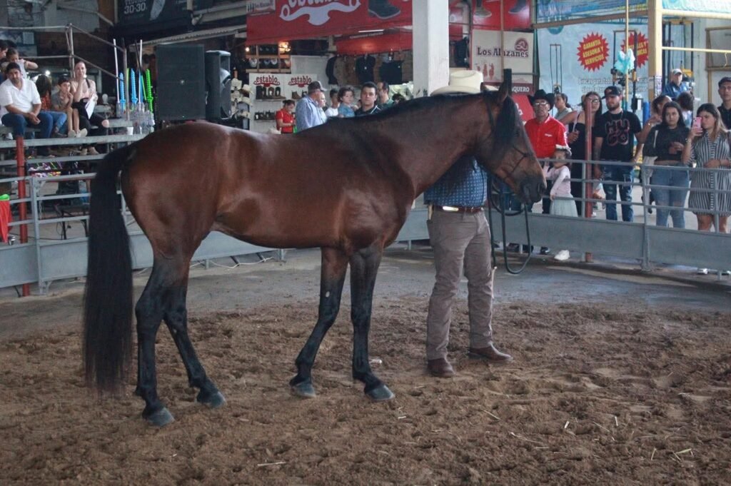 caballo criollo mexicano ADN