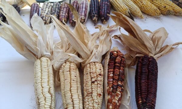 maíz michoacán subsidio