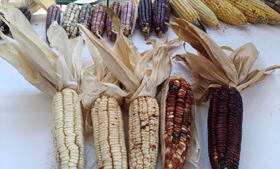 maíz michoacán subsidio