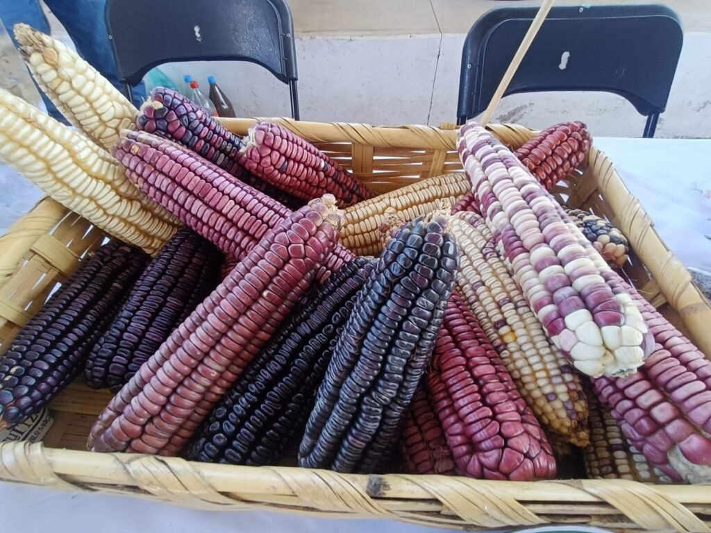 maíz michoacán subsidio 2