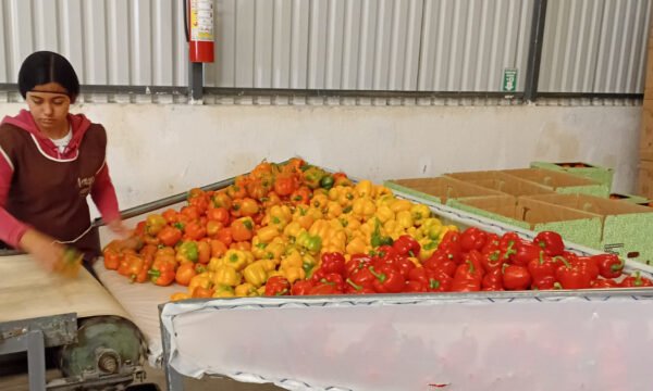 Pimiento Morrón Jalisco a Japón