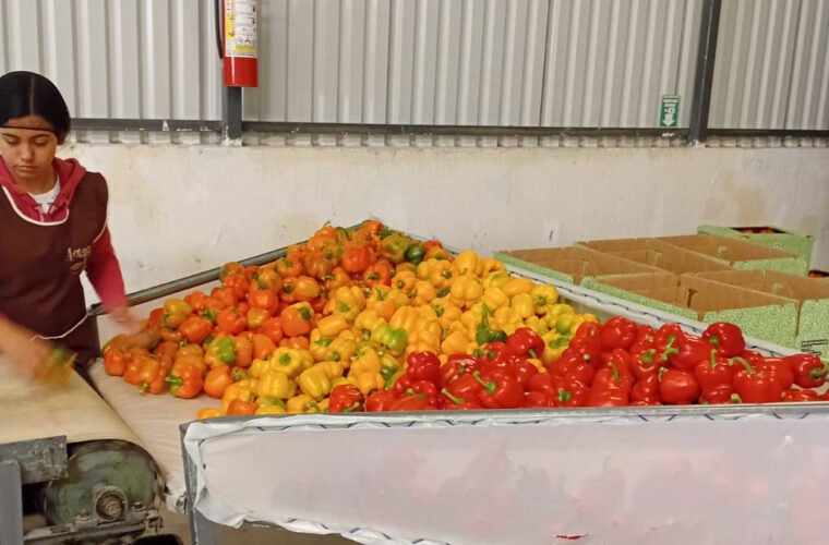 Pimiento Morrón Jalisco a Japón