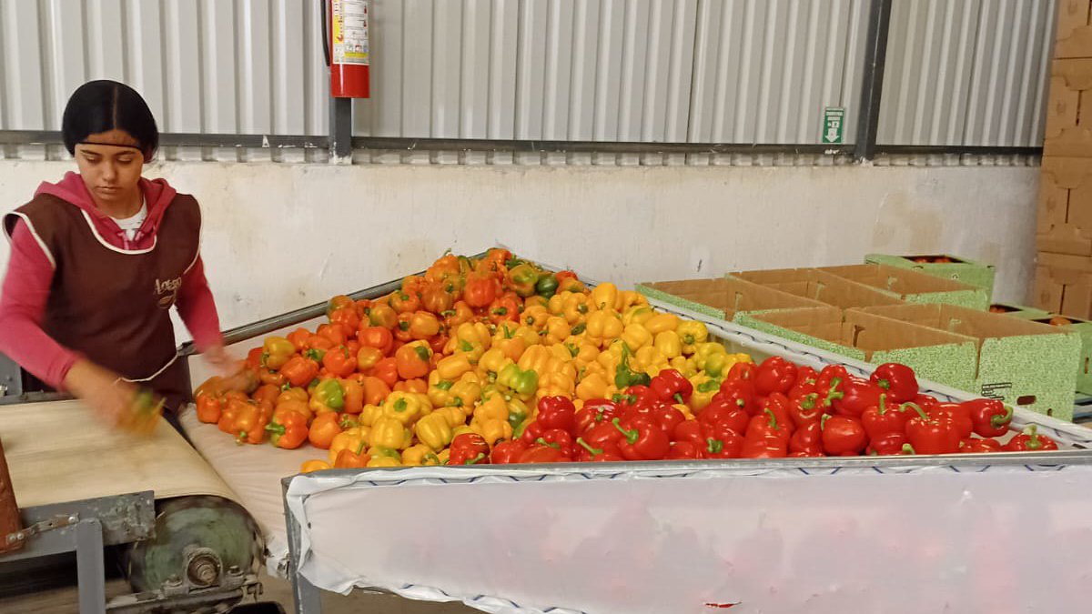 Pimiento Morrón Jalisco a Japón