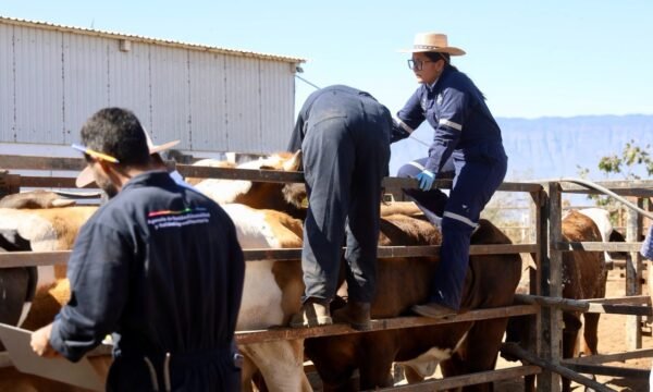 Gusano Barrenador del Ganado JALISCO