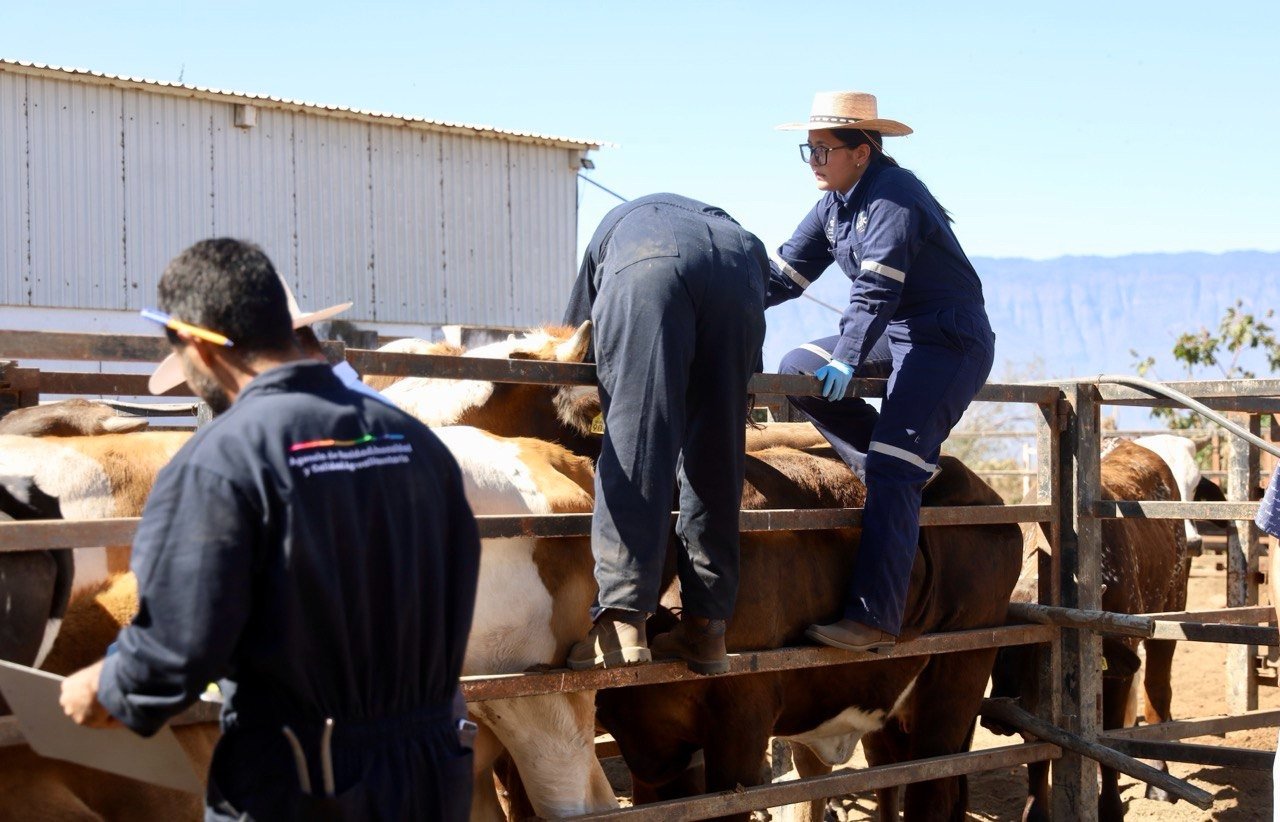 Gusano Barrenador del Ganado JALISCO
