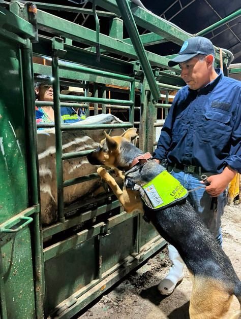 Gusano Barrenador del Ganado JALISCO 1