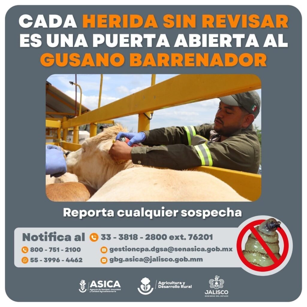 Jalisco gusano barrenador