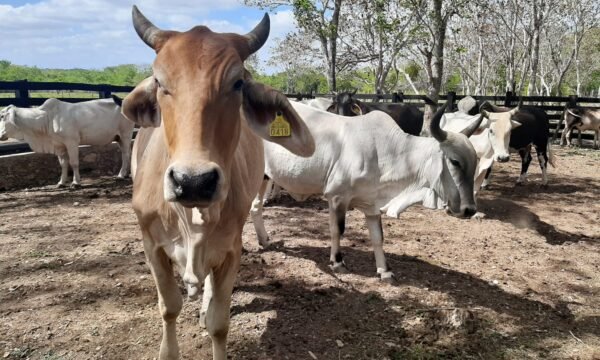 Jalisco gusano barrenador ASICA