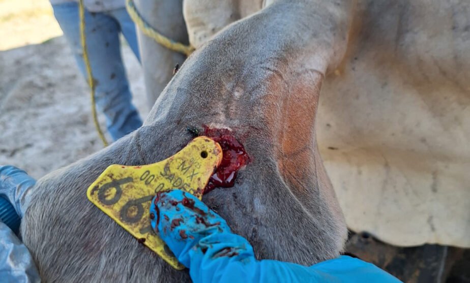 Jalisco gusano barrenador