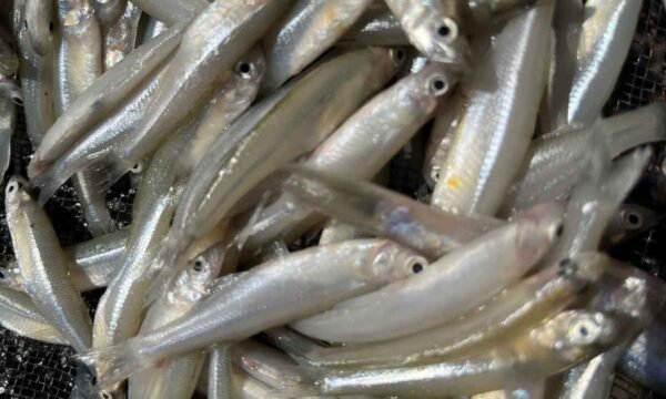 charales secado solar