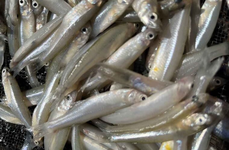 charales secado solar