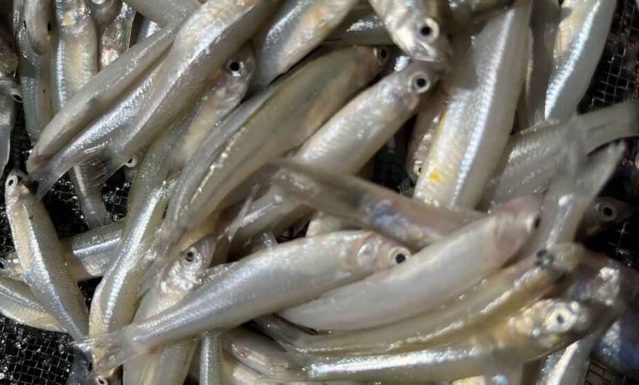 charales secado solar