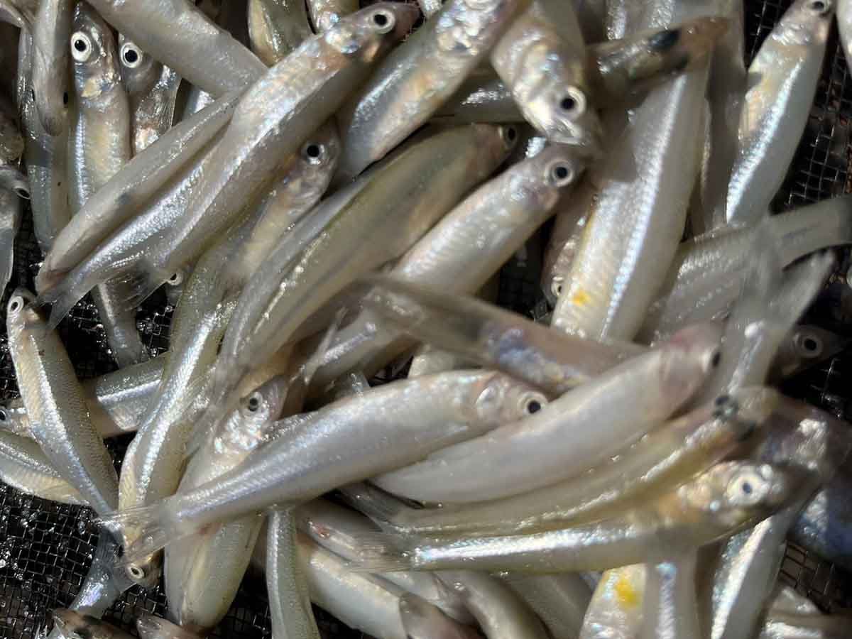 charales secado solar