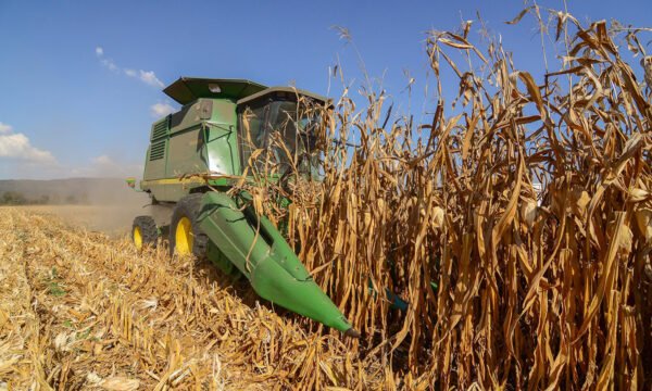 maíz blanco sader jalisco apoyo 2025