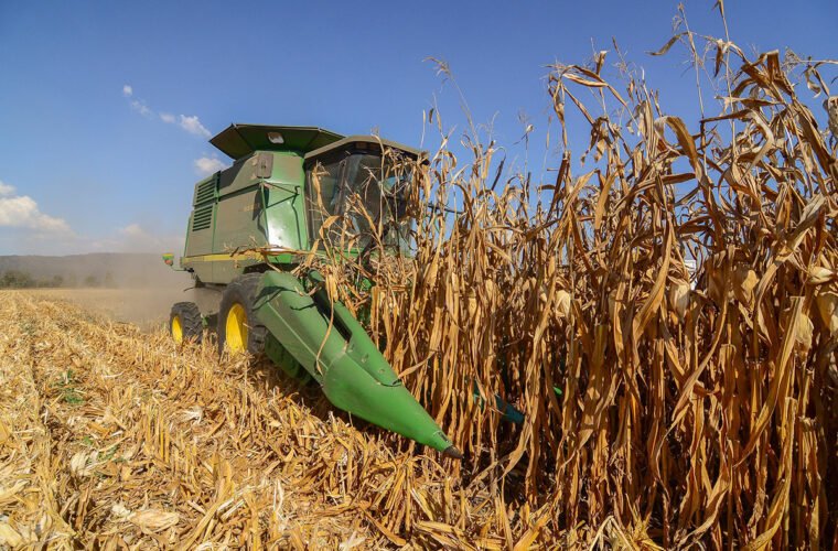 maíz blanco sader jalisco apoyo 2025