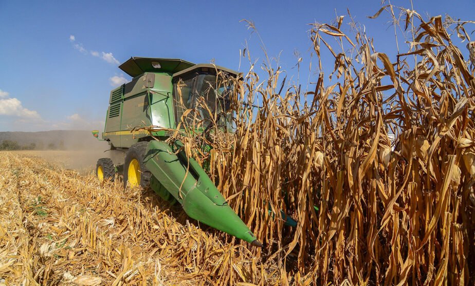 maíz blanco sader jalisco apoyo 2025