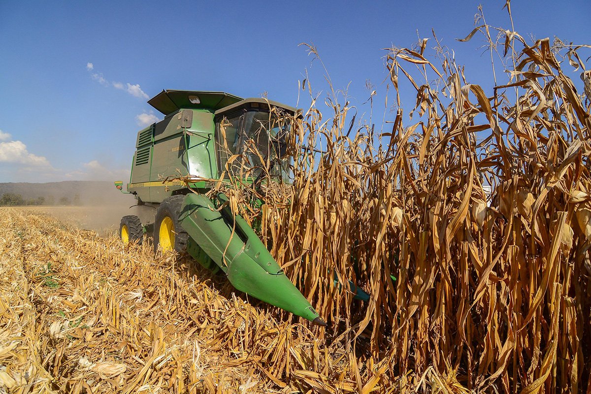 maíz blanco sader jalisco apoyo 2025