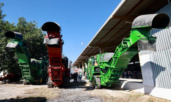 cosechadoras de caña en verde jalisco