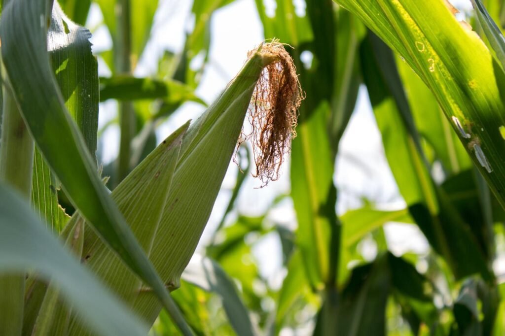 maíz alto proteico Tierra Caliente, Michoacán 1