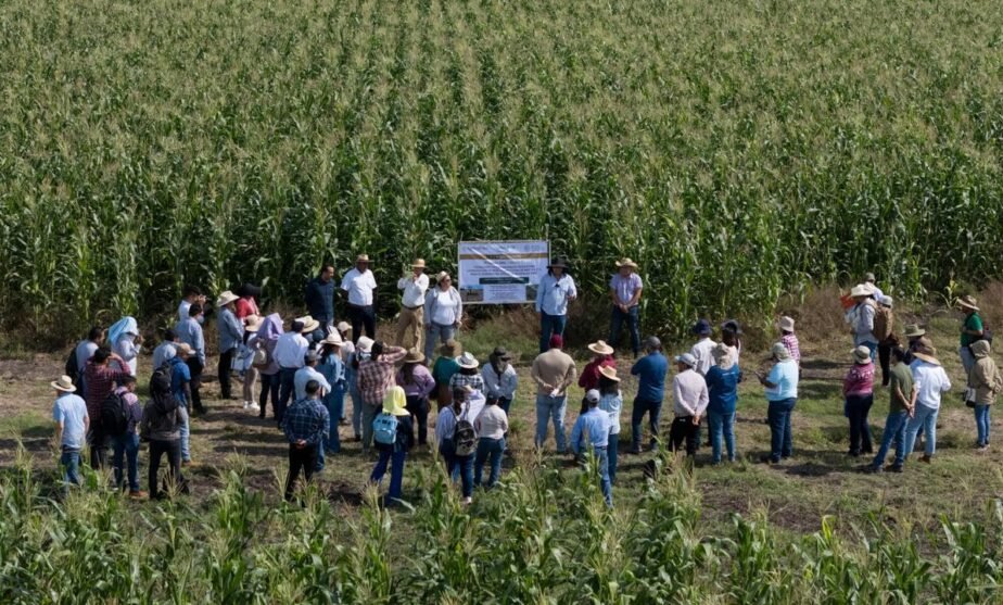 maíz alto proteico Tierra Caliente, Michoacán
