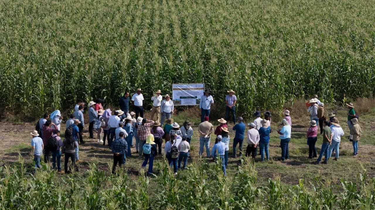 maíz alto proteico Tierra Caliente, Michoacán