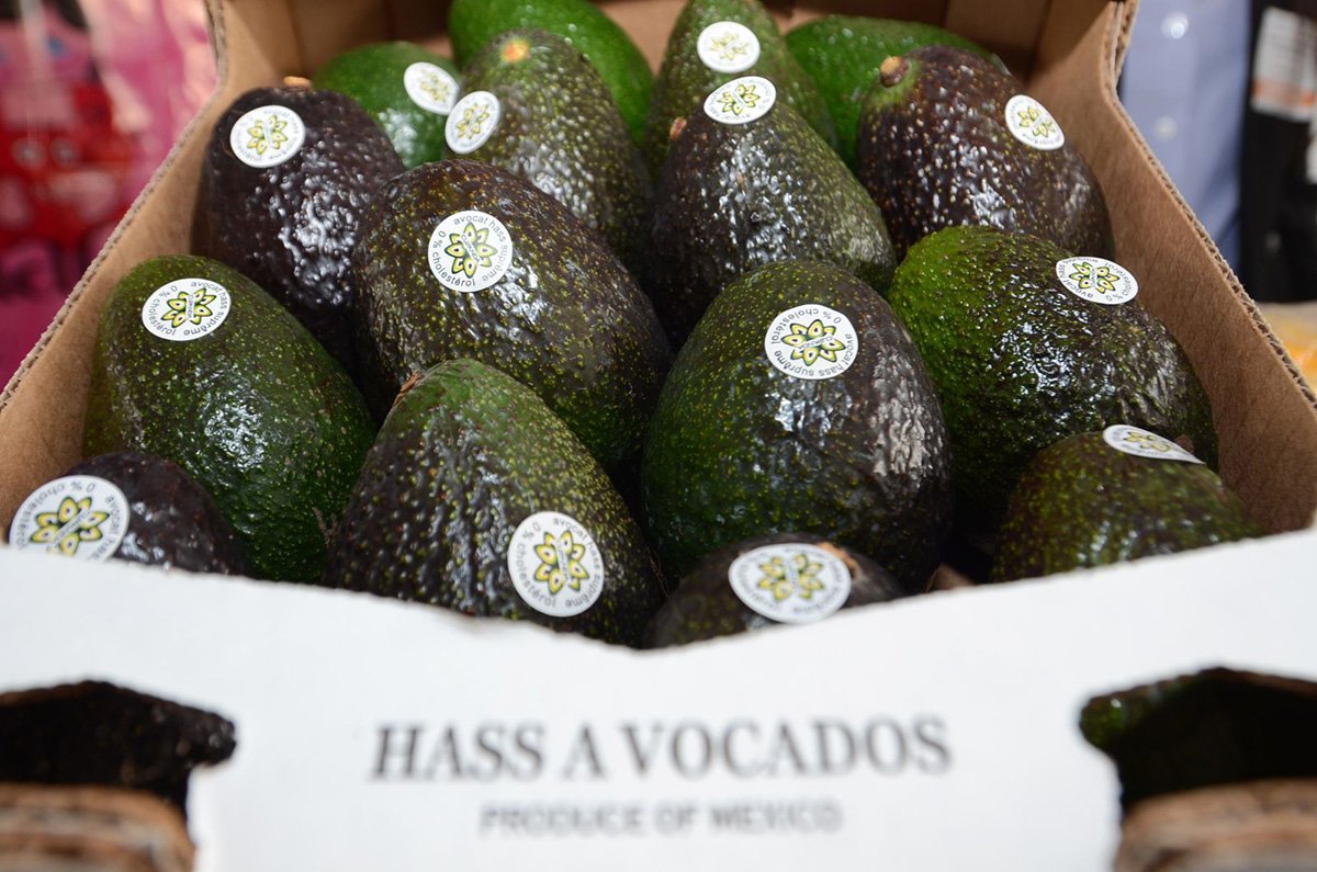 indicación geográfica aguacate michoacán 1