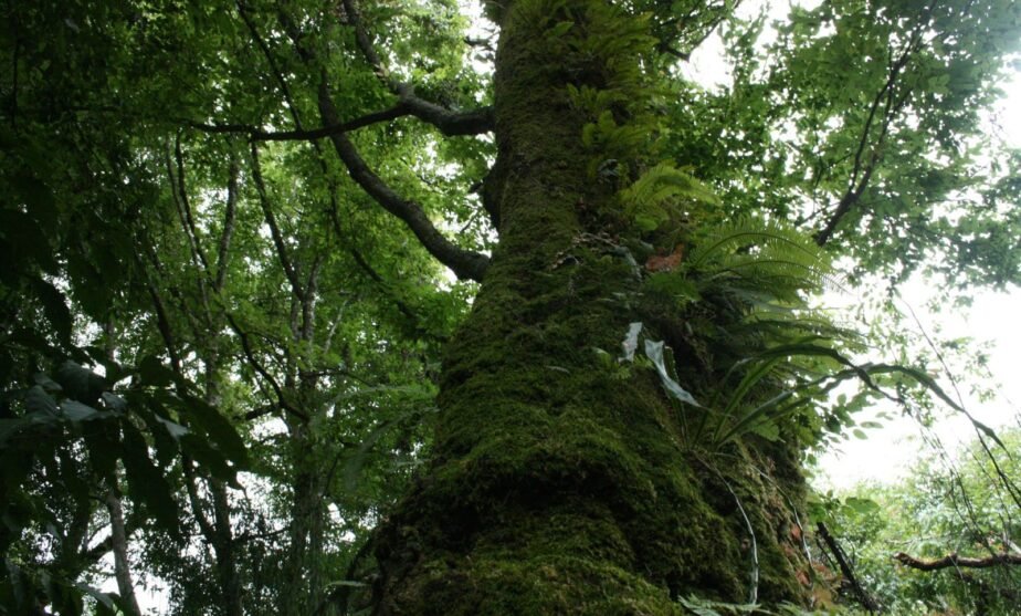 NAVIDAD ECOCIDA SAQUEO BOSQUES