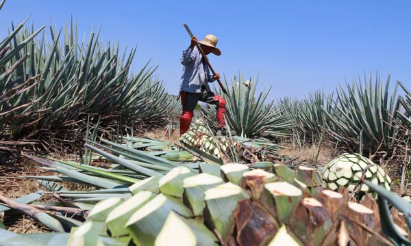 agave tequilero consumo 2025