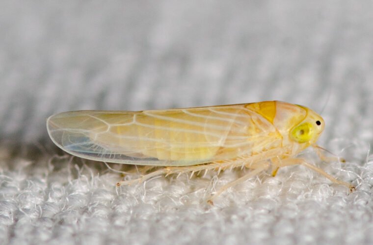 chicharrita del maíz