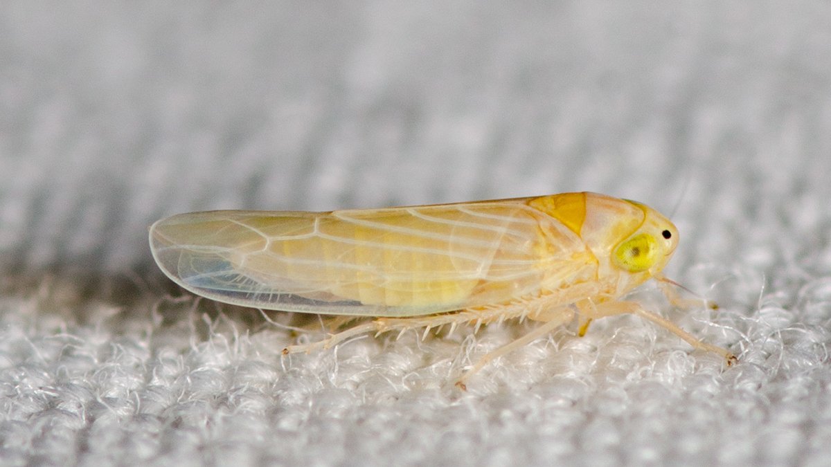 chicharrita del maíz