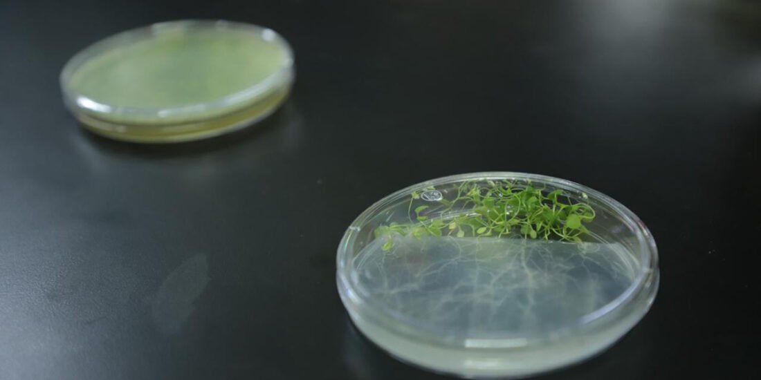 hongos investigación guanajuato