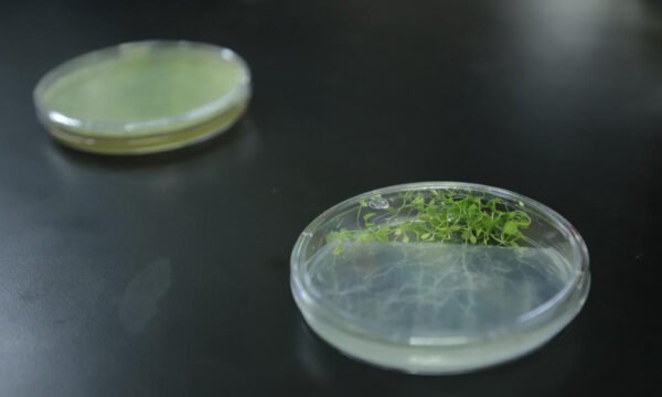 hongos investigación guanajuato