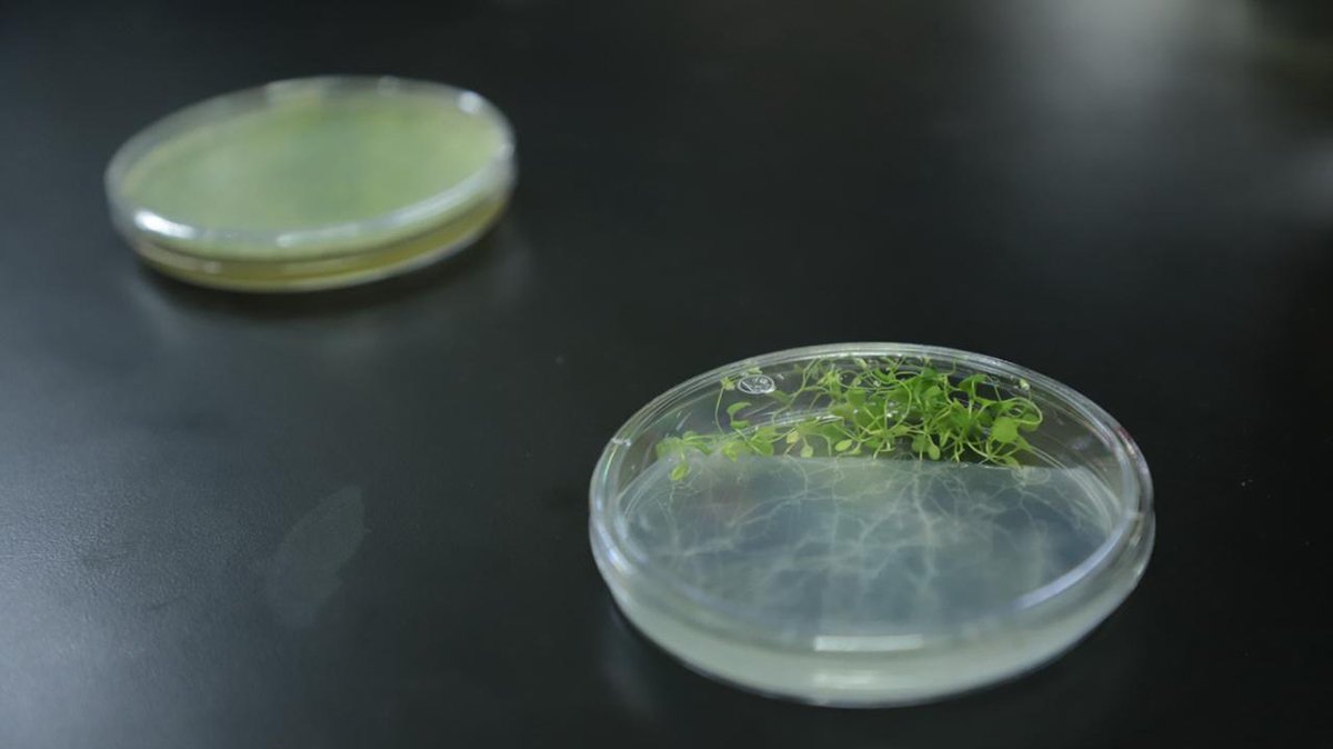 hongos investigación guanajuato