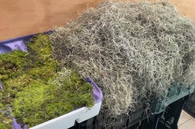 NAVIDAD ECOCIDA SAQUEO BOSQUES 1