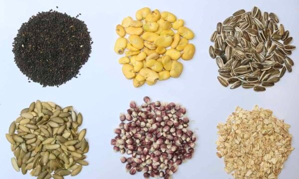 semillas resistentes a sequía unam