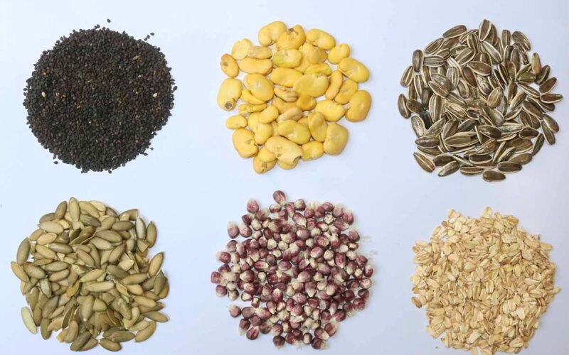 semillas resistentes a sequía unam