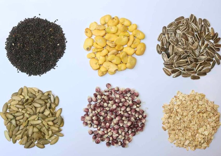 semillas resistentes a sequía unam