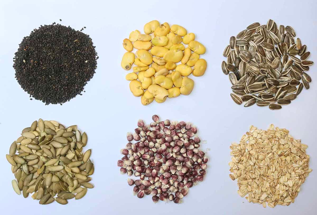 semillas resistentes a sequía unam