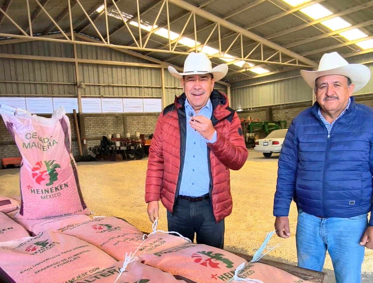 cebada Xonotli Guanajuato