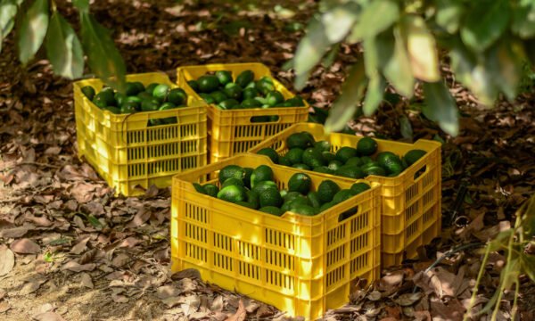 barrenadores del aguacate Jalisco