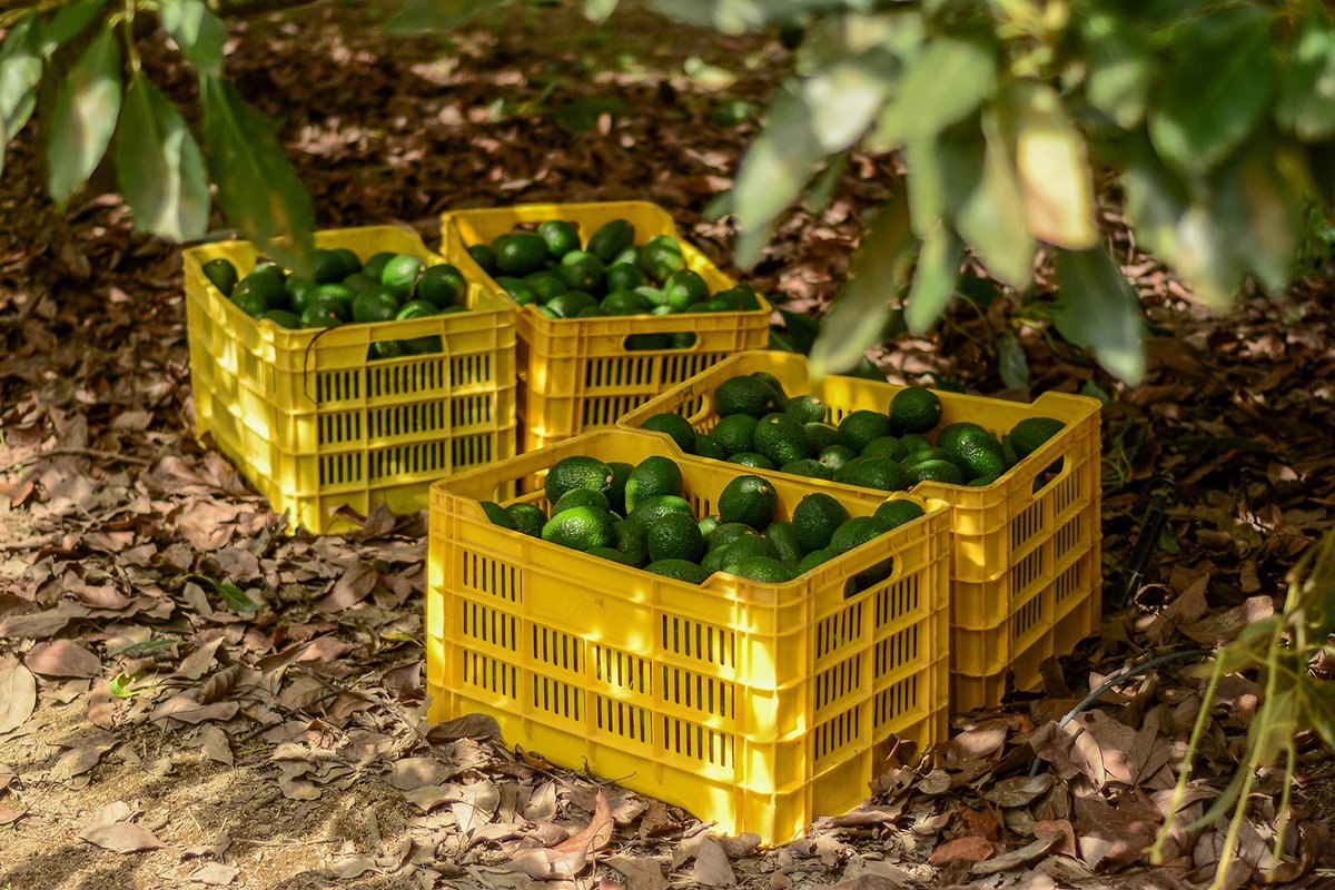 barrenadores del aguacate Jalisco