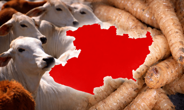 Michoacán gusano barrenador del ganado