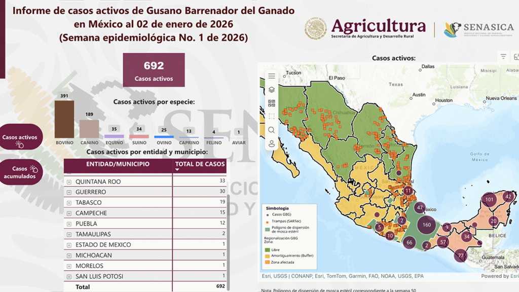 Michoacán gusano barrenador