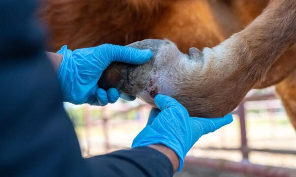 gusano barrenador del ganado Michoacán