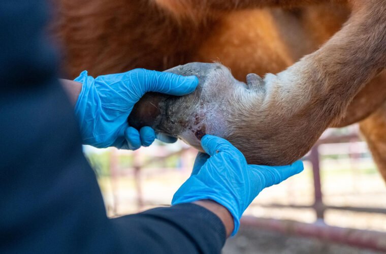 gusano barrenador del ganado Michoacán