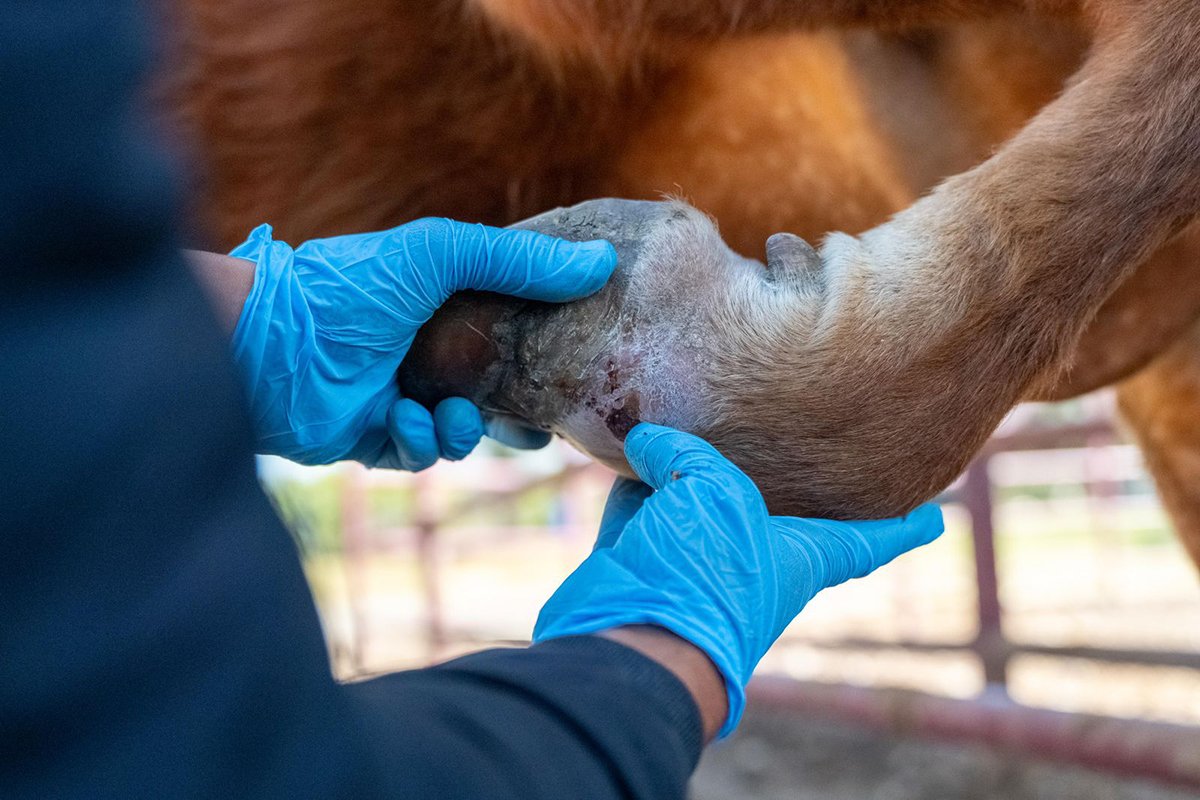 gusano barrenador del ganado Michoacán
