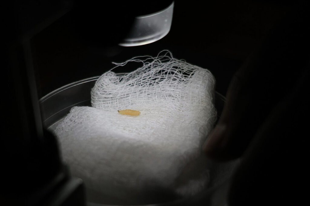 gusano barrenador del ganado Michoacán