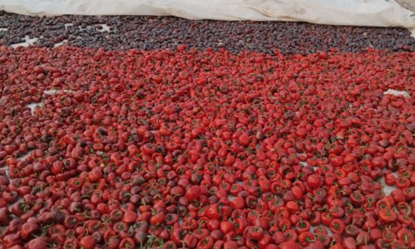 chile cascabel tolim´n Jalisco 1